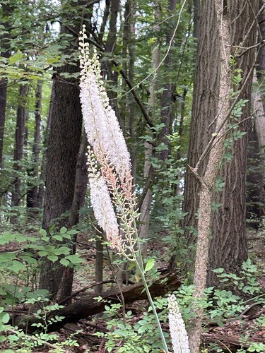 Traubensilberkerze — Bild 3