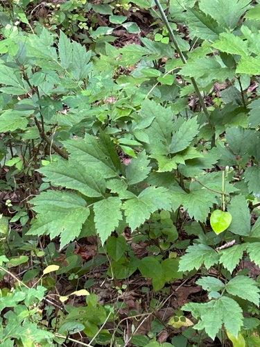 Traubensilberkerze — Bild 2
