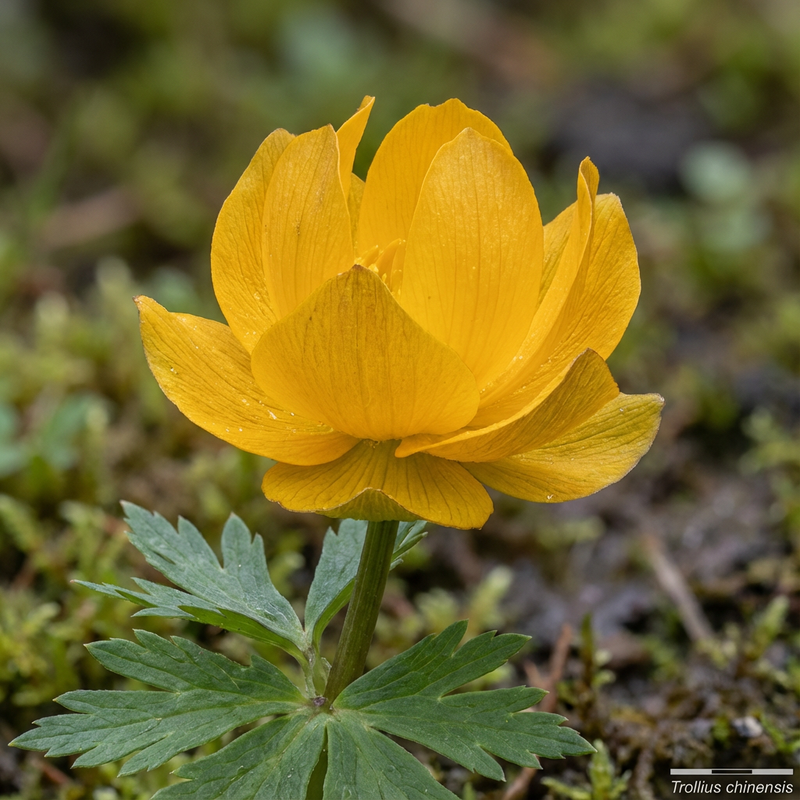 Trollblume