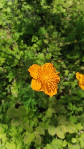 Trollblume — Bild 1
