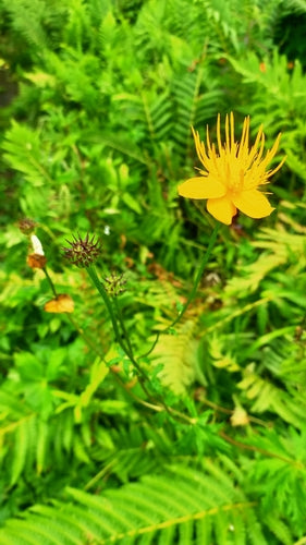 Trollblume — Bild 2