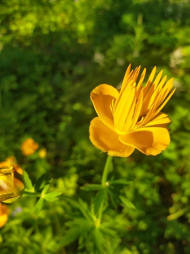 Trollblume — Bild 5