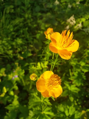 Trollblume — Bild 4