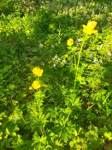 Trollblume — Bild 3
