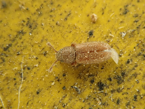 Tropischer Schimmelplattkäfer — Bild 4
