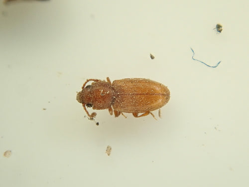 Tropischer Schimmelplattkäfer — Bild 3