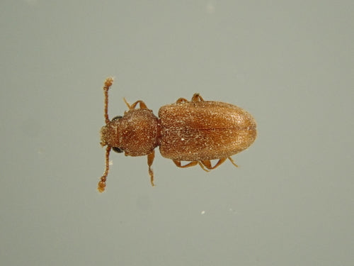 Tropischer Schimmelplattkäfer — Bild 2