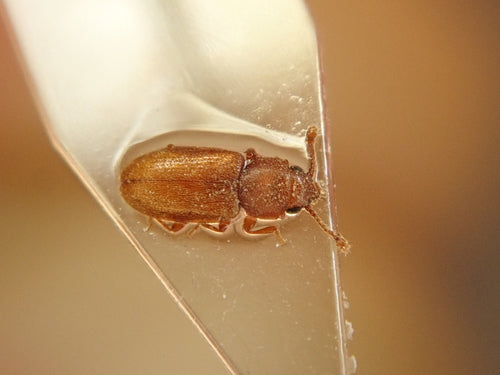 Tropischer Schimmelplattkäfer — Bild 1