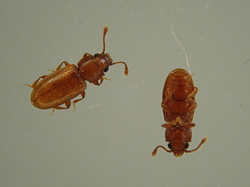 Tropischer Schimmelplattkäfer — Bild 5
