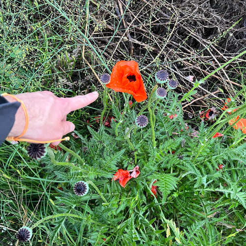 Türkischer Mohn — Bild 5