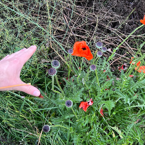 Türkischer Mohn — Bild 4