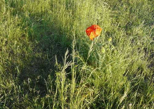 Türkischer Mohn — Bild 3