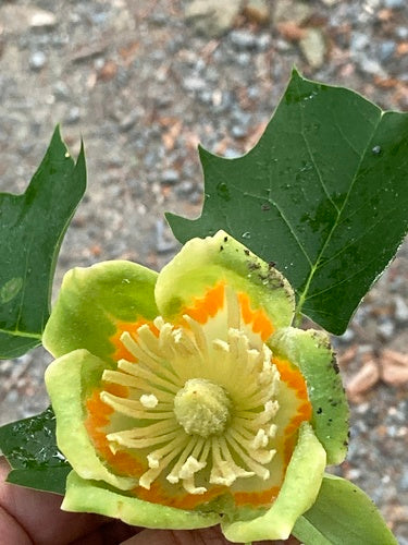 Tulpenbaum — Bild 5