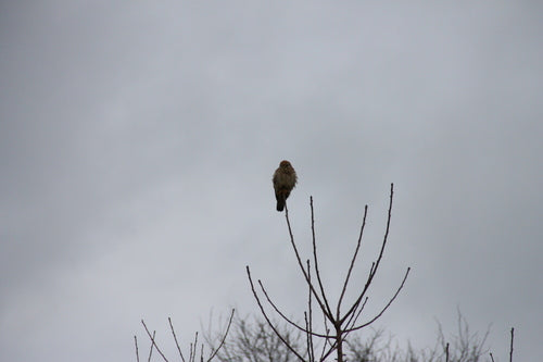 Turmfalke — Bild 5
