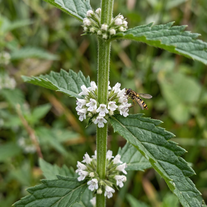 Blüte von Ufer-Wolfstrapp (Lycopus europaeus) in Nahaufnahme (KI-generiert)