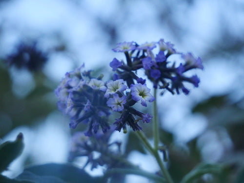 Vanilleblume — Bild 5