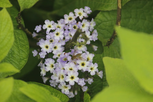Vanilleblume — Bild 2