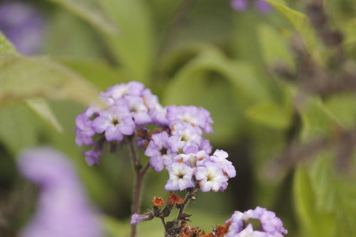 Vanilleblume — Bild 3