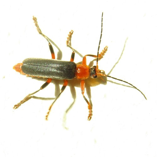 Variabler Weichkäfer — Bild 4