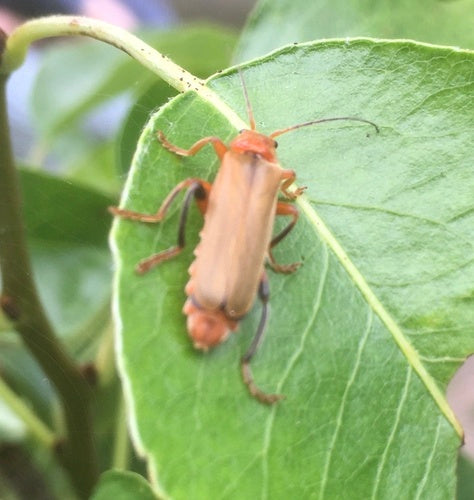 Variabler Weichkäfer — Bild 3