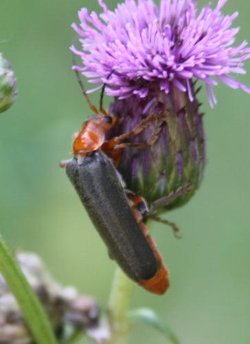 Variabler Weichkäfer — Bild 2
