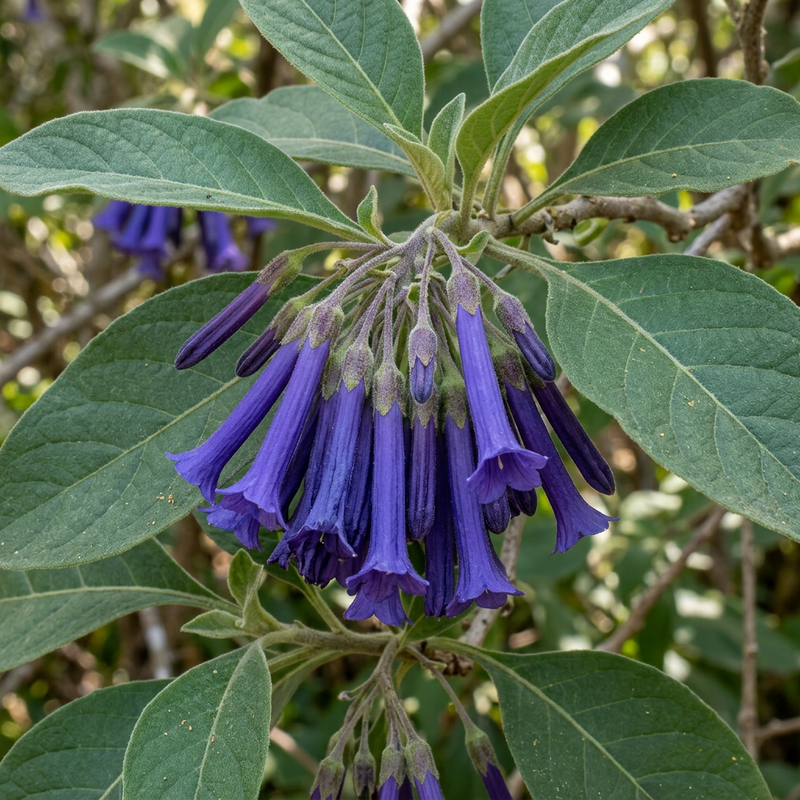 Veilchenstrauch (Iochroma cyaneum), KI-Illustration