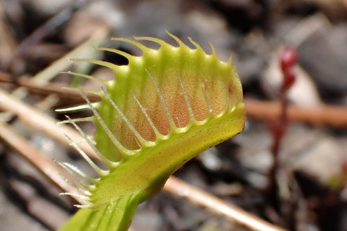 Venusfliegenfalle — Bild 5