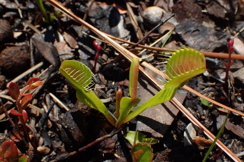 Venusfliegenfalle — Bild 4