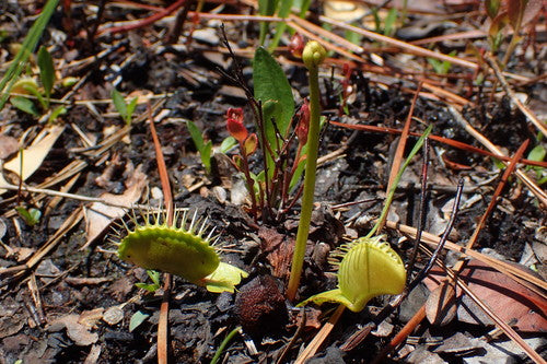 Venusfliegenfalle — Bild 3