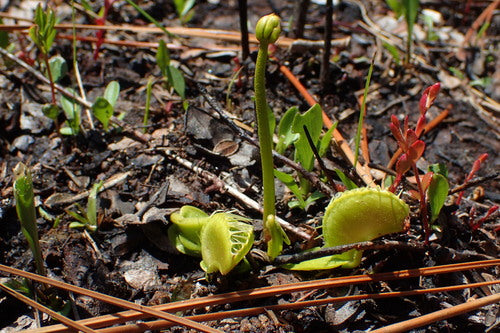 Venusfliegenfalle — Bild 2