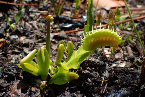 Venusfliegenfalle — Bild 1