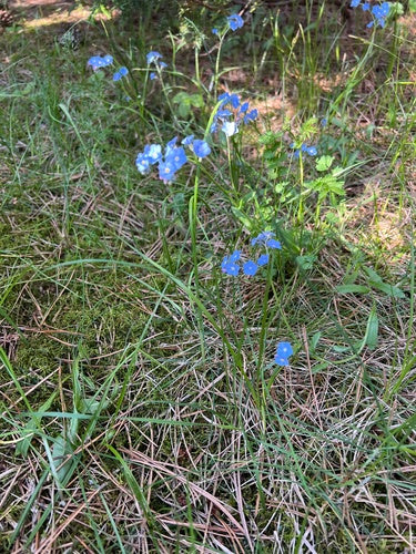 Vergissmeinnicht — Bild 3