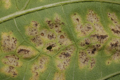 Verticillium-Welke — Bild 2 von 3