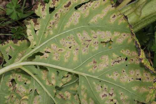Verticillium-Welke — Bild 1 von 3