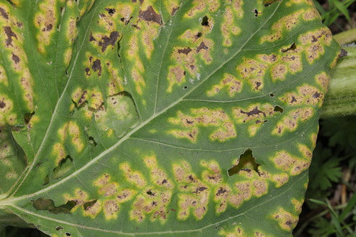Verticillium-Welke — Bild 3 von 3