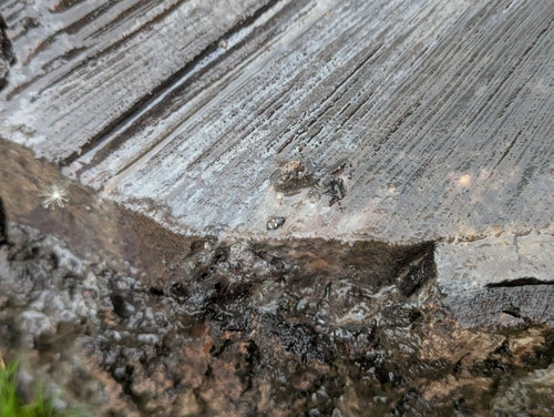 Vierpunkt-Glanzkäfer — Bild 3 von 8