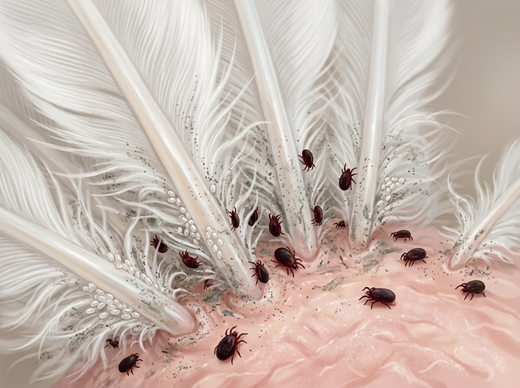 Nordische Vogelmilben zwischen den Federansätzen eines Huhns, mit Eiern an den Federkielen