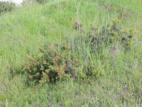Wacholder-Grevillee — Bild 3 von 3