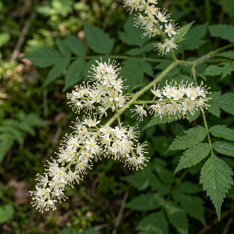 Wald-Geißbart