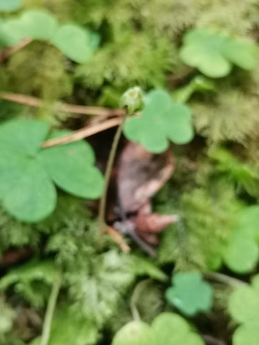 Wald-Sauerklee — Bild 3 von 9