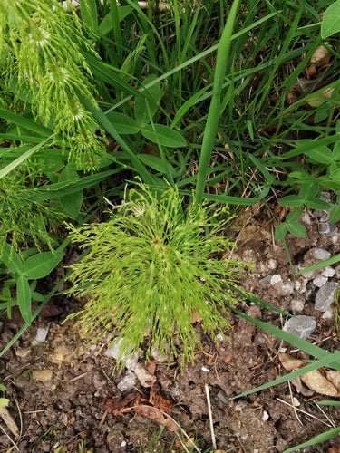 Wald-Schachtelhalm — Bild 2 von 9