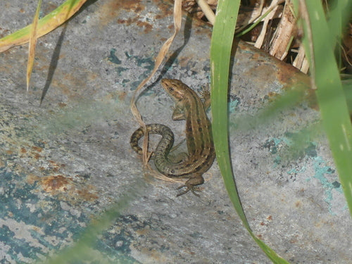 Waldeidechse — Bild 3