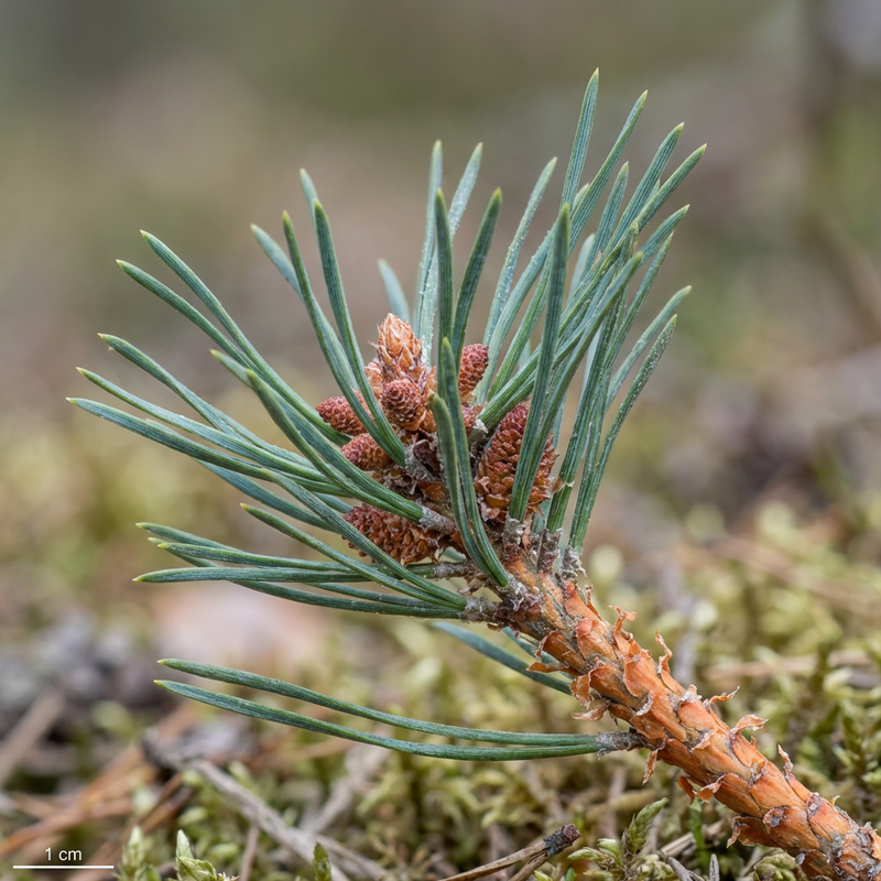 Waldkiefer