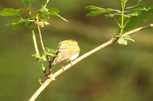 Waldlaubsänger — Bild 2 von 9