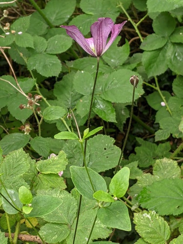 Waldrebe — Bild 4 von 11