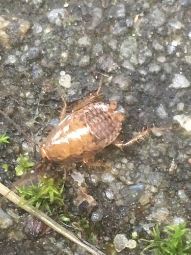 Waldschabe — Bild 5