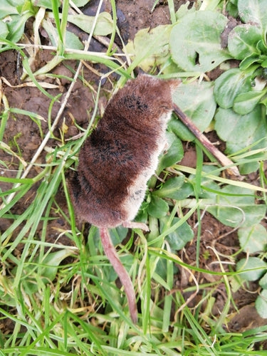 Waldspitzmaus — Bild 5