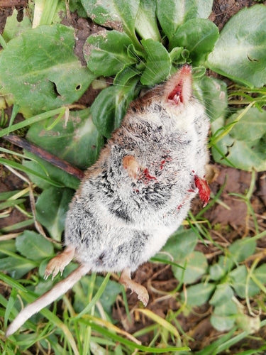 Waldspitzmaus — Bild 4