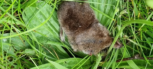 Waldspitzmaus — Bild 3