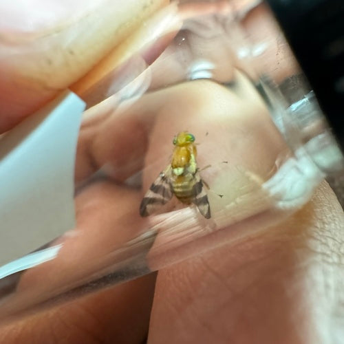 Walnussfruchtfliege — Bild 5